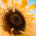 The Key Factors for Securing Funding from Foundations in Pinal County, Arizona