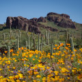 The Unique Foundations of Pinal County, Arizona