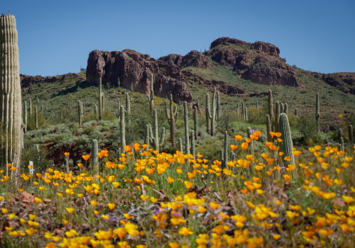 Exploring the Impact of Foundations in Pinal County, Arizona